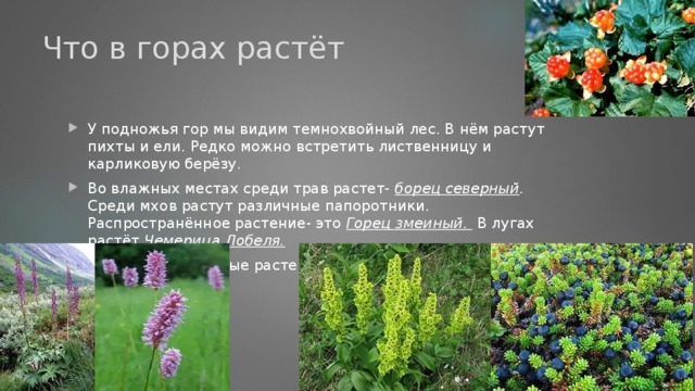 Что в горах растёт