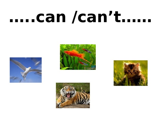 … ..can /can’t……