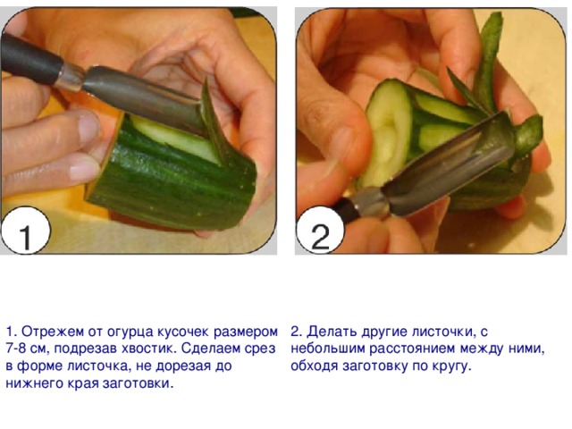 1. Отрежем от огурца кусочек размером 7-8 см, подрезав хвостик. Сделаем срез в форме листочка, не дорезая до нижнего края заготовки. 2. Делать другие листочки, с небольшим расстоянием между ними, обходя заготовку по кругу.
