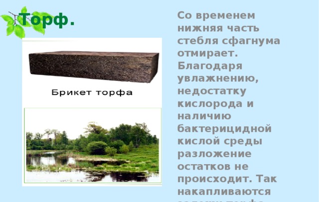 Торф.  Со временем нижняя часть стебля сфагнума отмирает. Благодаря увлажнению, недостатку кислорода и наличию бактерицидной кислой среды разложение остатков не происходит. Так накапливаются залежи торфа.