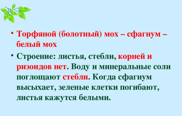 Торфяной (болотный) мох – сфагнум – белый мох Строение: листья, стебли, корней и ризоидов нет . Воду и минеральные соли поглощают стебли . Когда сфагнум высыхает, зеленые клетки погибают, листья кажутся белыми.