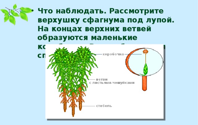 Что наблюдать. Рассмотрите верхушку сфагнума под лупой. На концах верхних ветвей образуются маленькие коробочки. В них образуются споры.