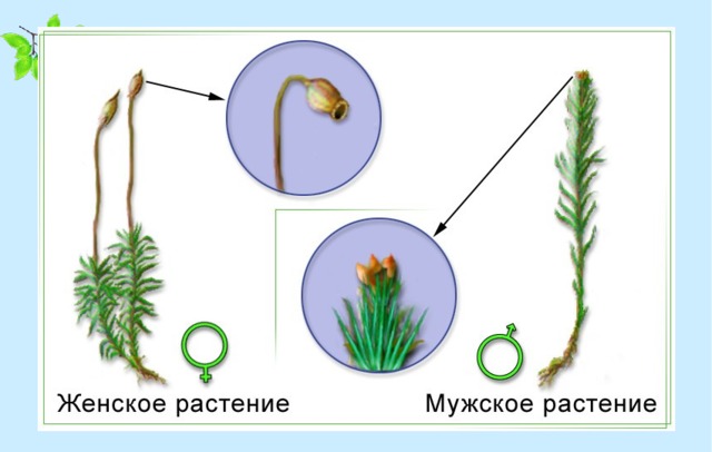 Размножение мхов