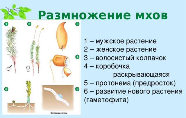 Размножение мхов 1 – мужское растение 2 – женское растение 3 – волосистый колпачок 4 – коробочка  раскрывающаяся 5 – протонема (предросток) 6 – развитие нового растения (гаметофита)