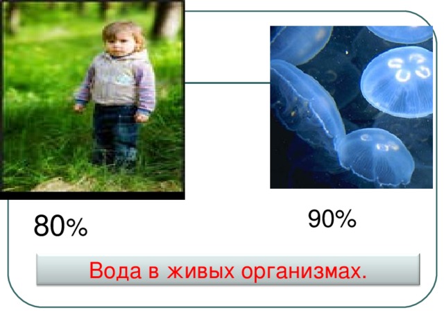 90% 80 % Вода в живых организмах.