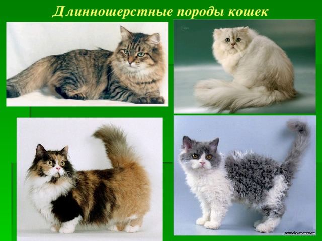 Длинношерстные породы кошек