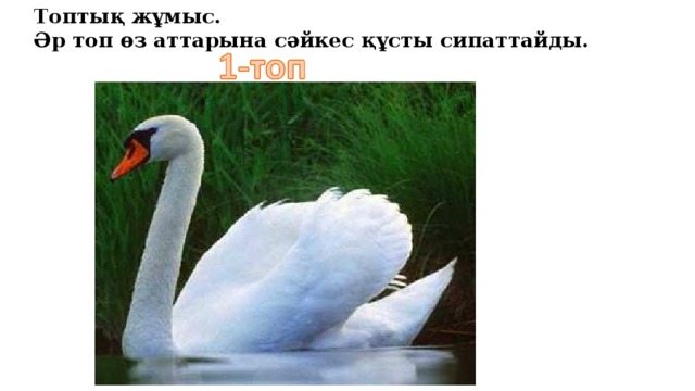 Топтық жұмыс. Әр топ өз аттарына сәйкес құсты сипаттайды.