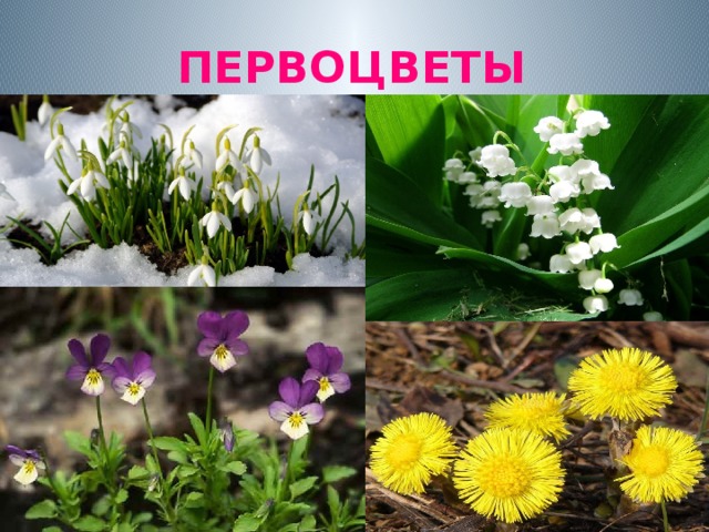 ПЕРВОЦВЕТЫ