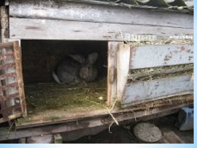 Кролики живут на ферме. Крольчатник в сарае. Клетки для кроликов в сарае. Деревенские клетки для кроликов.