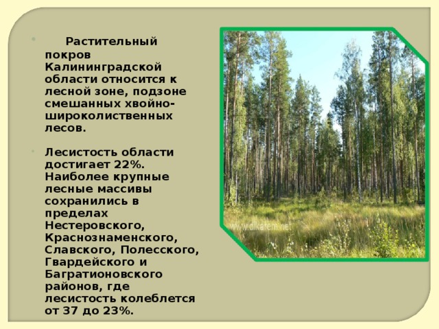      Растительный покров Калининградской области относится к лесной зоне, подзоне смешанных хвойно-широколиственных лесов.  Лесистость области достигает 22%. Наиболее крупные лесные массивы сохранились в пределах Нестеровского, Краснознаменского, Славского, Полесского, Гвардейского и Багратионовского районов, где лесистость колеблется от 37 до 23%.