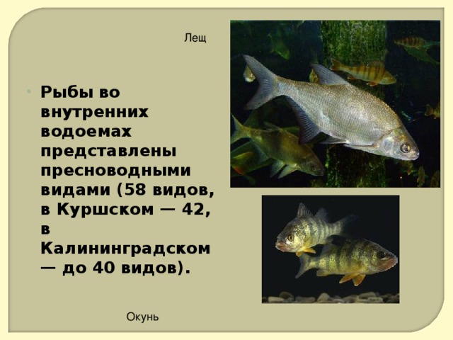 Лещ Рыбы во внутренних водоемах представлены пресноводными видами (58 видов, в Куршском — 42, в Калининградском — до 40 видов).  Окунь