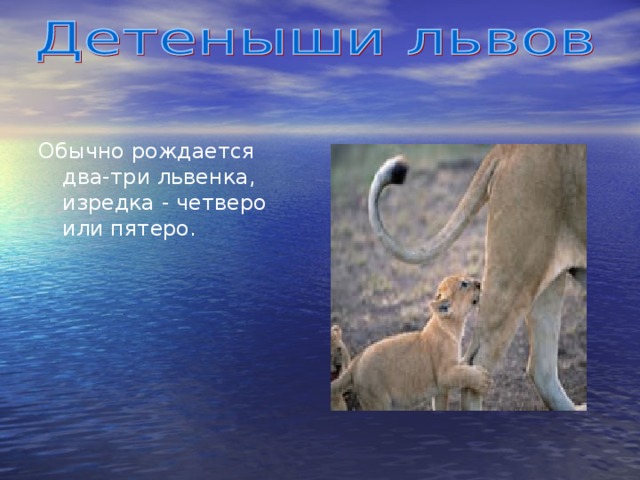 Обычно рождается два-три львенка, изредка - четверо или пятеро.