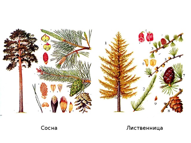 Сосны березы лиственницы мелькают по сторонам схема