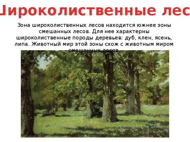 Дуб природная зона. Широколиственный лес характеристика. Характеристика широколиственных лесов. Природные зоны России широколиственные леса. Широколиственные леса природные условия.