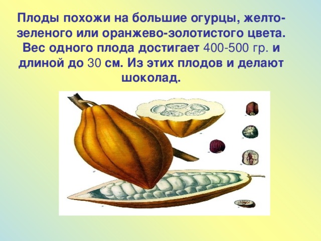 Плоды похожи на большие огурцы, желто-зеленого или оранжево-золотистого цвета. Вес одного плода достигает 400-500 гр. и длиной до 30 см. Из этих плодов и делают шоколад.