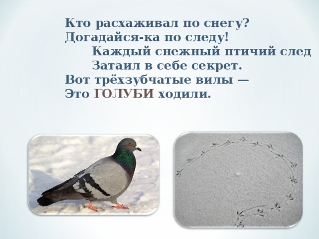 Кто расхаживал по снегу?  Догадайся-ка по следу!   Каждый снежный птичий след   Затаил в себе секрет.  Вот трёхзубчатые вилы —  Это ГОЛУБИ ходили.