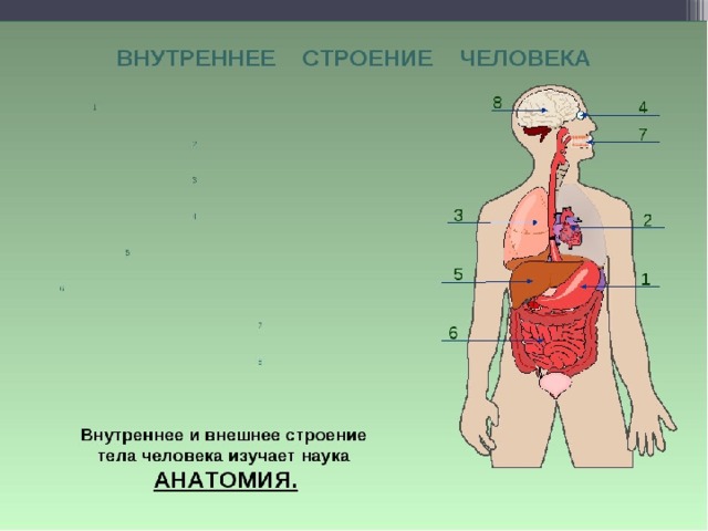 ВНУТРЕННЕЕ СТРОЕНИЕ ЧЕЛОВЕКА