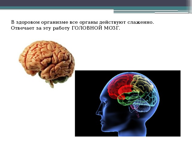 В здоровом организме все органы действуют слаженно. Отвечает за эту работу ГОЛОВНОЙ МОЗГ.   