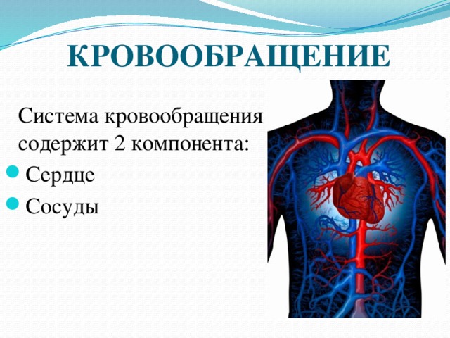 КРОВООБРАЩЕНИЕ  Система кровообращения содержит 2 компонента: