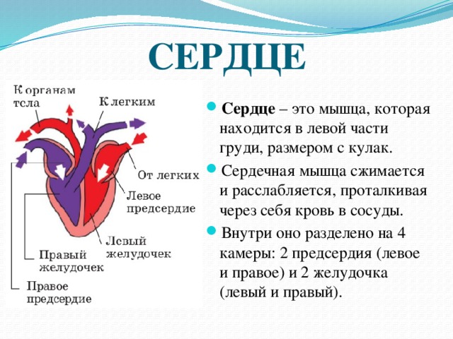Какой камере сердца начинается большой круг кровообращения. Кровообращение сердца человека. Циркуляция крови в сердце. Схема кровообращения сердца.