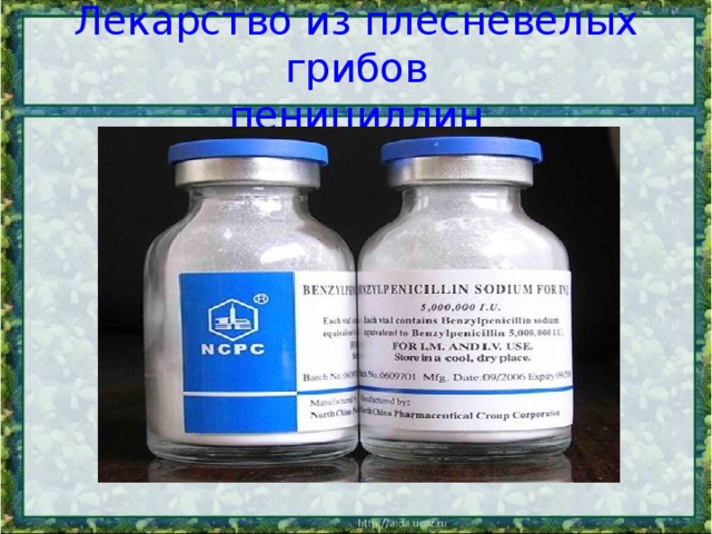 Лекарство из плесневелых грибов  пенициллин