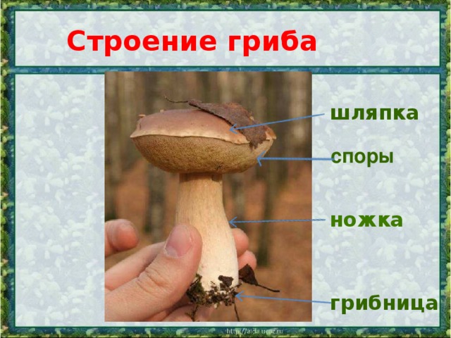 Строение гриба шляпка споры ножка грибница