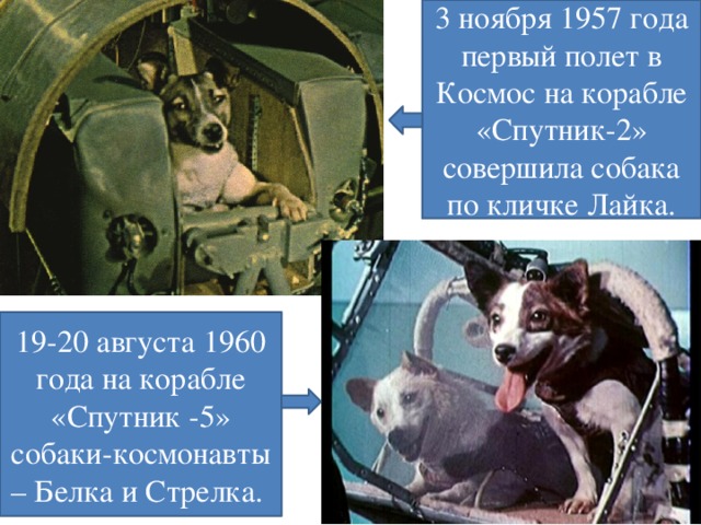 3 ноября 1957 года первый полет в Космос на корабле «Спутник-2» совершила собака по кличке Лайка. 19-20 августа 1960 года на корабле «Спутник -5» собаки-космонавты – Белка и Стрелка.