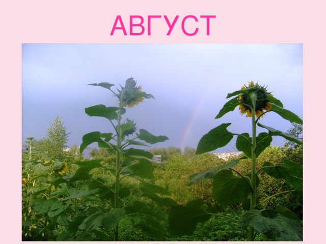 АВГУСТ