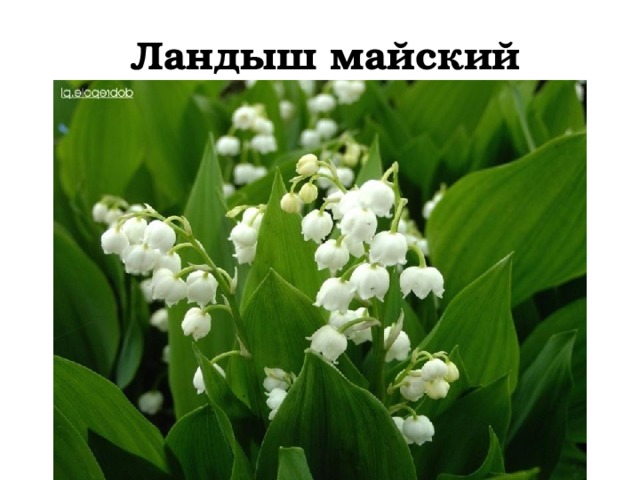 Ландыш майский