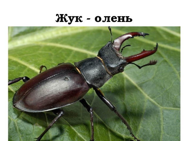 Жук - олень