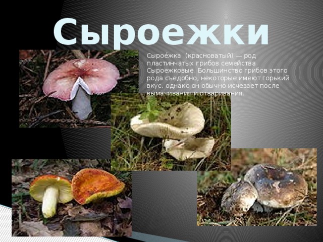 Сыроежки Сырое́жка (красноватый) — род пластинчатых грибов семейства Сыроежковые. Большинство грибов этого рода съедобно, некоторые имеют горький вкус, однако он обычно исчезает после вымачивания и отваривания.