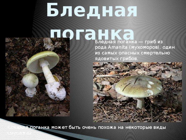 Бледная  поганка Бле́дная пога́нка — гриб из рода Amanita (мухоморов), один из самых опасных смертельно ядовитых грибов. Бледная поганка может быть очень похожа на некоторые виды сыроежек