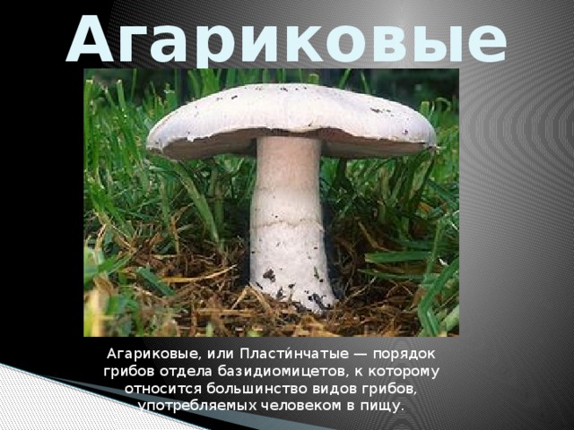 Агариковые Агариковые, или Пласти́нчатые — порядок грибов отдела базидиомицетов, к которому относится большинство видов грибов, употребляемых человеком в пищу.