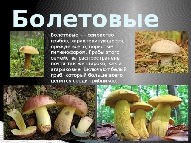 Болетовые Боле́товые — семейство грибов, характеризующееся, прежде всего, пористым гименофором. Грибы этого семейства распространены почти так же широко, как и агариковые. Включают белый гриб, который больше всего ценится среди грибников.