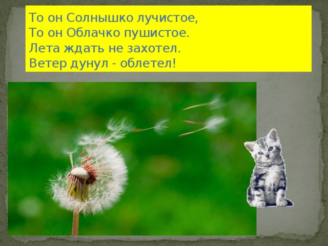 То он Солнышко лучистое,  То он Облачко пушистое.  Лета ждать не захотел.  Ветер дунул - облетел!