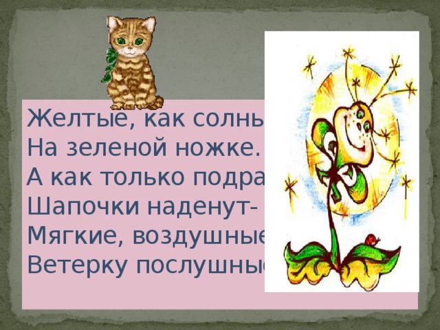 • Желтые, как солнышко.  На зеленой ножке.  А как только подрастут  Шапочки наденут-  Мягкие, воздушные-  Ветерку послушные!