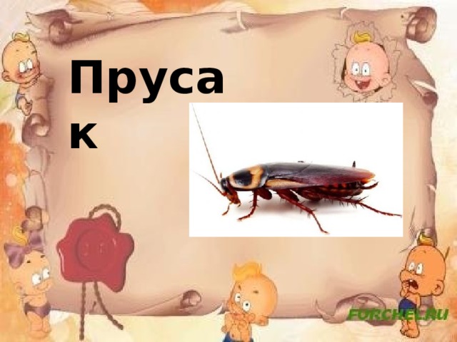 Прусак