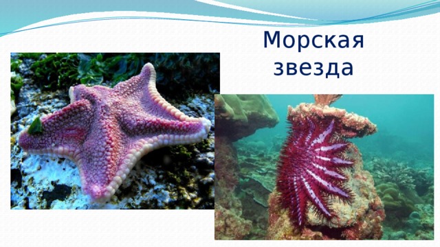 Морская звезда