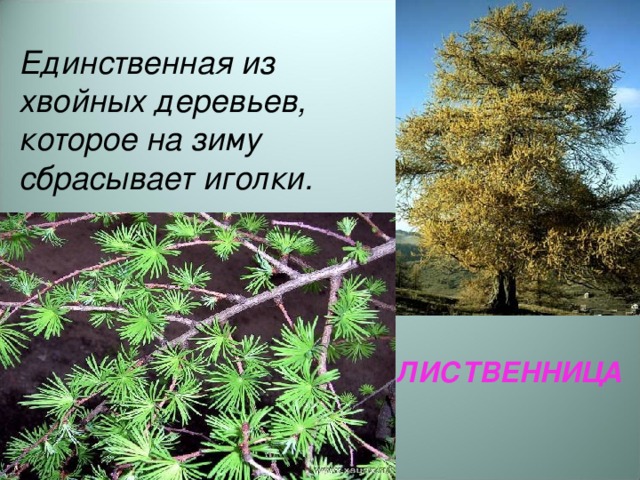 Единственная из хвойных деревьев, которое на зиму сбрасывает иголки.  ЛИСТВЕННИЦА