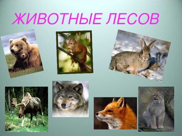 ЖИВОТНЫЕ ЛЕСОВ