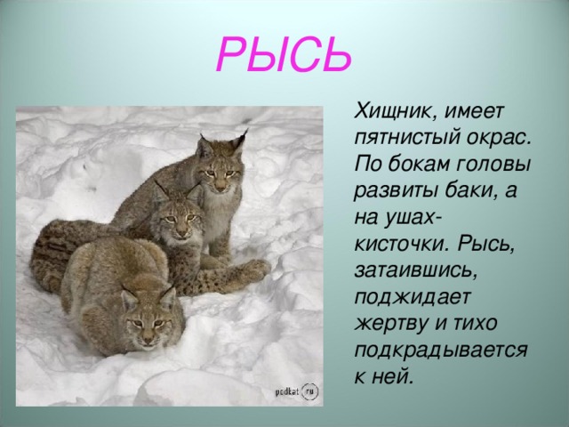 РЫСЬ Хищник, имеет пятнистый окрас. По бокам головы развиты баки, а на ушах- кисточки. Рысь, затаившись, поджидает жертву и тихо подкрадывается к ней.