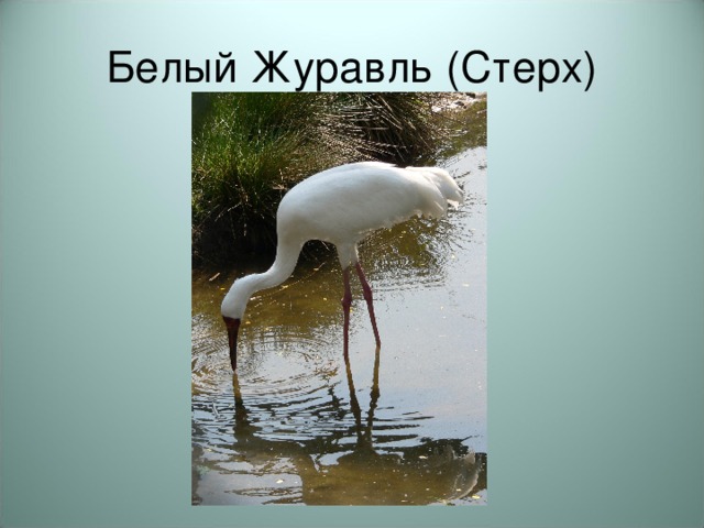 Белый Журавль (Стерх)