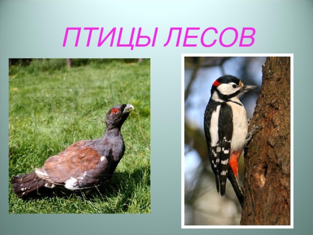 ПТИЦЫ ЛЕСОВ