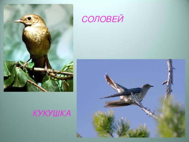 СОЛОВЕЙ КУКУШКА