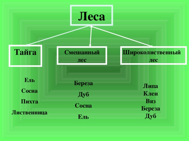 Схема смешанных и широколиственных лесов