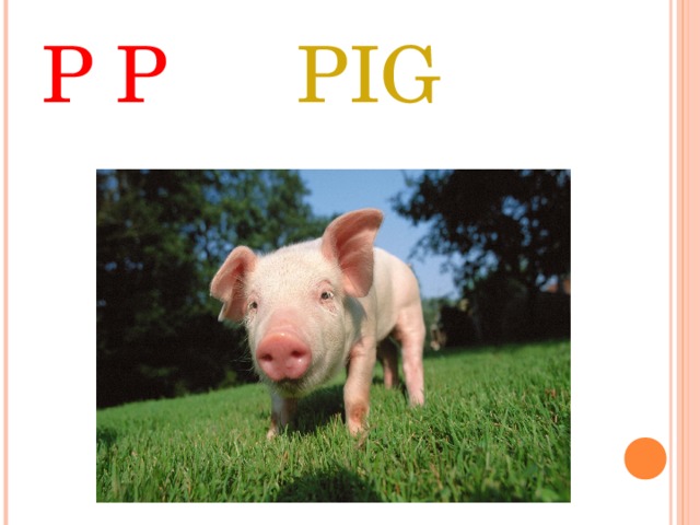 P P PIG