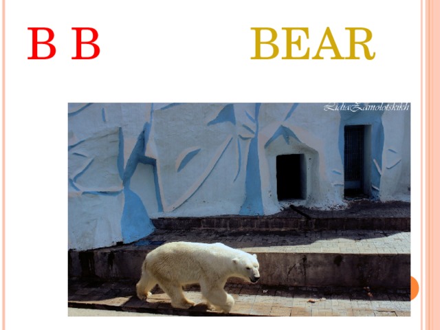 B B BEAR