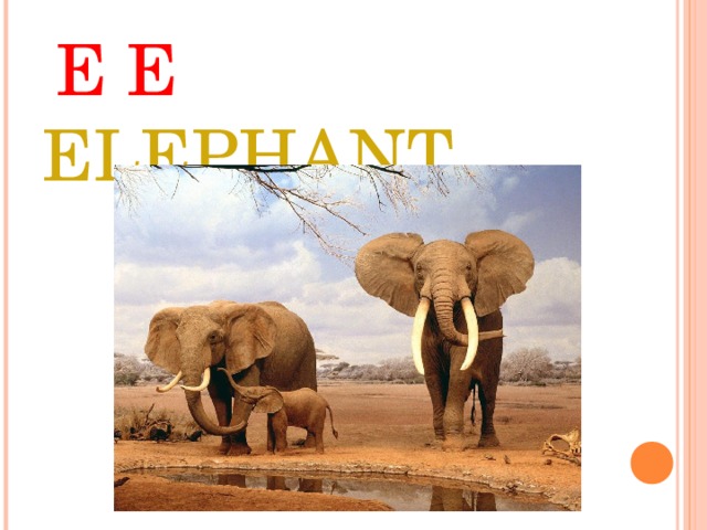 E E ELEPHANT