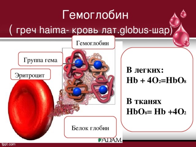 Гемоглобин  ( греч haima- кровь лат. globus- шар) Гемоглобин В легких: Hb + 4О 2 = Hb О 8  В тканях Hb О 8 = Hb +4О 2 Группа гема Эритроцит Белок глобин