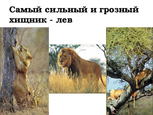 Самый сильный и грозный хищник - лев
